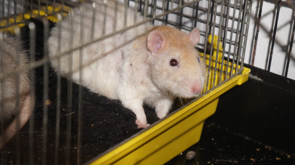 teste pc i time line princial